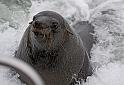 096 Walvis Bay, mola mola dolphin tour